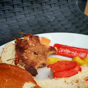 Arıların Yiyecekleri Kaplaması Ve Sağlık Riski Nedeniyle Otel İptali Ve İade Talebi