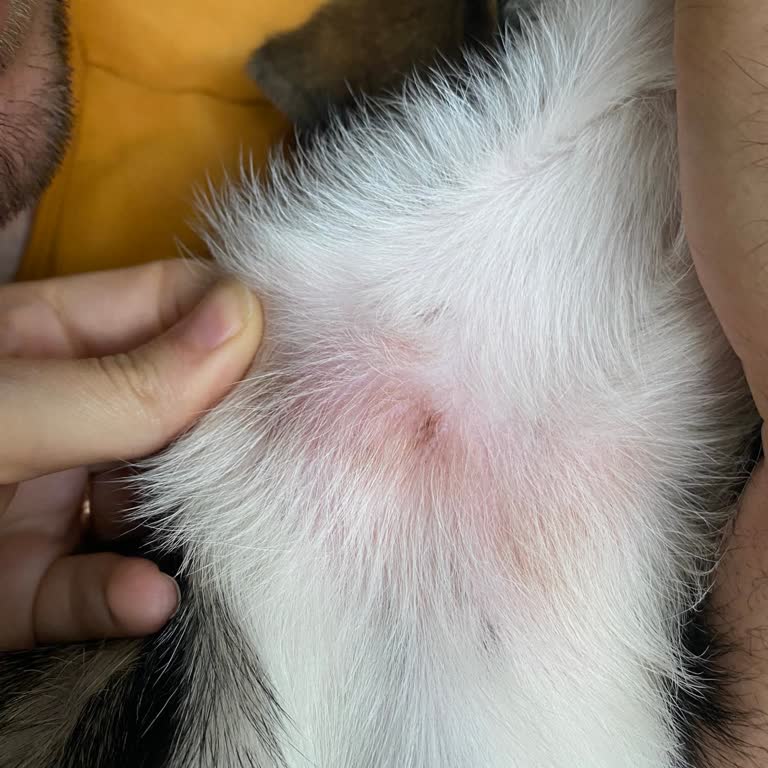 Online Köpek Eğitimi Vaadi Boş, Fiziksel Zarar Ve İade Sürecinde Kesinti