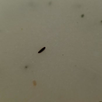 Encuentro Insectos en mi Sopa Knorr de Pollo con Crema, Pido Reembolso