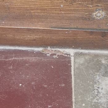 Açık Büfe Aldatması, Hijyen Eksikliği Ve İade Talebi