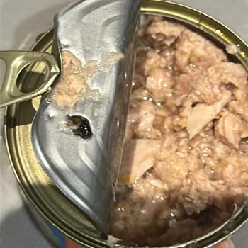 Wawa Ton Balığında Arı Buldum Hijyen Ve Gıda Güvenliği Sorunu