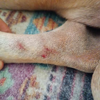 Kırılan Köpek Kayışı Yaralanmalara Yol Açtı: Güvenlik Ve İade Talebi