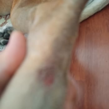 Kırılan Köpek Kayışı Yaralanmalara Yol Açtı: Güvenlik Ve İade Talebi