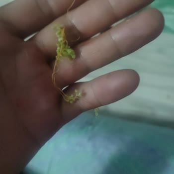 Lay’s Cipsinde Yabancı Madde Bulundu, Sağlık Ve Hijyen Endişesi