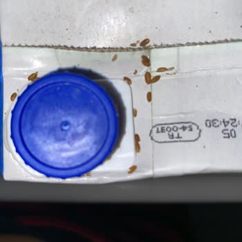 Carrefour Süt Paketinde Böcekler: Hijyen Ve Güvenlik Endişesi