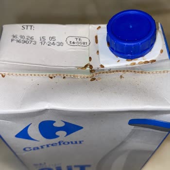 Carrefour Süt Paketinde Böcekler: Hijyen Ve Güvenlik Endişesi