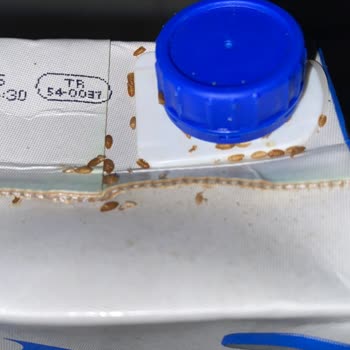 Carrefour Süt Paketinde Böcekler: Hijyen Ve Güvenlik Endişesi