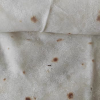 Sağlığı Tehlikeye Atan Böcekli Saç Yufkası Şikayeti