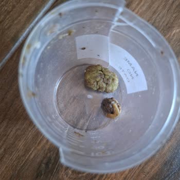 Canlı Pet Shop’ta Özensiz Paketleme Ve Özürsüz Tavır