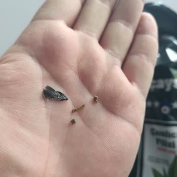 Ofçaysan Çamlıca Filizi Çayında Yabancı Madde Ve Güvenlik Sorunu