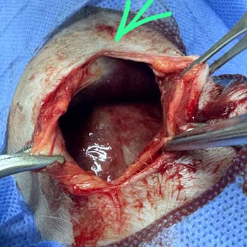 Veteriner Klinikte Cerrahi Hata Ve Acil Müdahale İhmali Köpeğimi Kaybettim