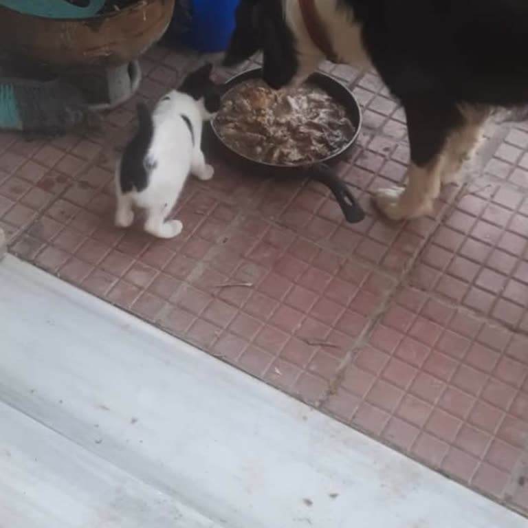 Sahipli Köpeğin Bildirimsiz Alınması Ve 7/24 Yardımın Olmaması