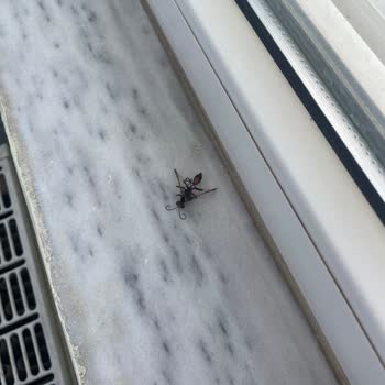 Assembly Hotelinde Kirli Oda Böcek Sorunu Ve Çözüm Yokluğu