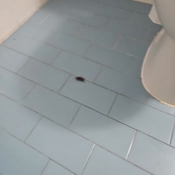 Agoda Rezervasyonunda Hijyen Ve Böcek Sorunu Tam İade Talebi