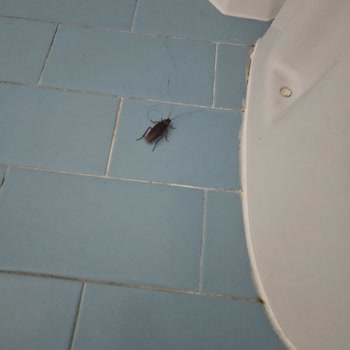 Agoda Rezervasyonunda Hijyen Ve Böcek Sorunu Tam İade Talebi