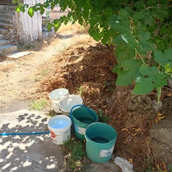 İnek, Tavuk Ve Köpek Beslenmesi Nedeniyle Çevre Kirliliği Ve Gürültü Şikayeti