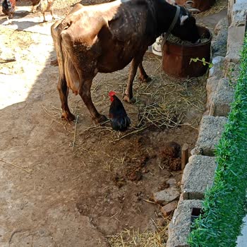 Eki aç