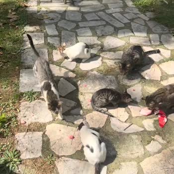 Saraçhane Parkı Ve Şeyh Vefa Camii Avlusunda Kedi Popülasyonu Halk Sağlığını Tehdit Ediyor
