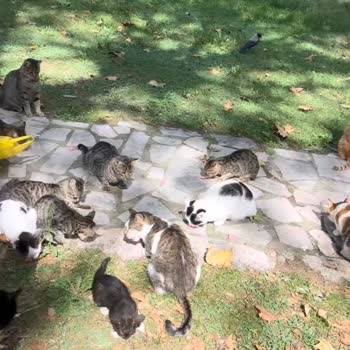 Saraçhane Parkı Ve Şeyh Vefa Camii Avlusunda Kedi Popülasyonu Halk Sağlığını Tehdit Ediyor