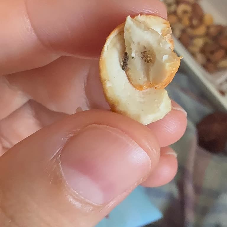 Kaju Çitlekçi Fındığında Böcek Tespiti Ve Ücret İadesi Talebi
