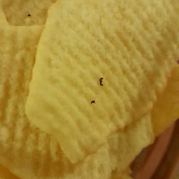 Lay’s Cipsinde Böcek Sorunu, Hijyen Ve Sağlık Riskleri