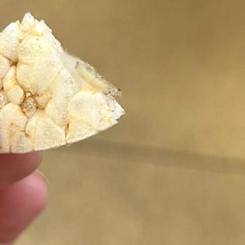 Rice Up Pirinç Patlağında Canlı Kurt Ve Ağ Benzeri Oluşumlar