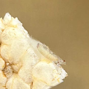 Rice Up Pirinç Patlağında Canlı Kurt Ve Ağ Benzeri Oluşumlar