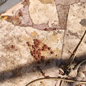 Beyaz Noktalar İçeren Konserve Kedi Maması Nedeniyle Sağlık Endişesi Ve Tam İade Talebi