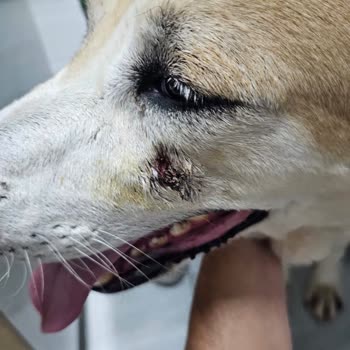 Bilgehan Tufanoğlu Köpek Evi Hayal Kırıklığı Oldu