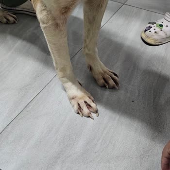 Bilgehan Tufanoğlu Köpek Evi Hayal Kırıklığı Oldu