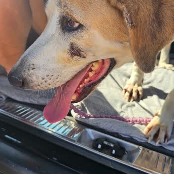 Bilgehan Tufanoğlu Köpek Evi Hayal Kırıklığı Oldu