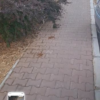 Bialins'den Aldığım Mamayı Hiçbir Sokak Kedisi Ve Köpeği Yemedi