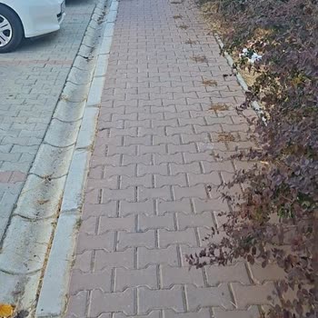 Bialins'den Aldığım Mamayı Hiçbir Sokak Kedisi Ve Köpeği Yemedi