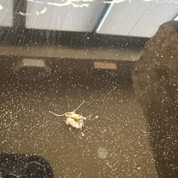 Harras Markalı Baget Ekmekte Böcek Bulunması Gıda Güvenliğini Sarsıyor