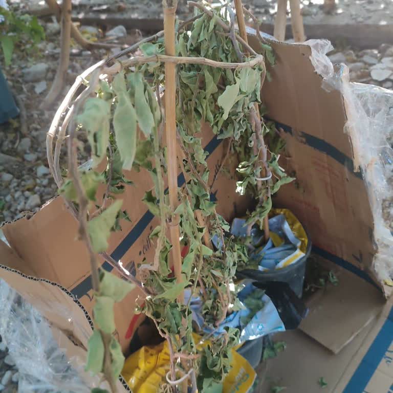 Kurumuş Fidan Teslimatı Ve Ücret İadesi Talebi