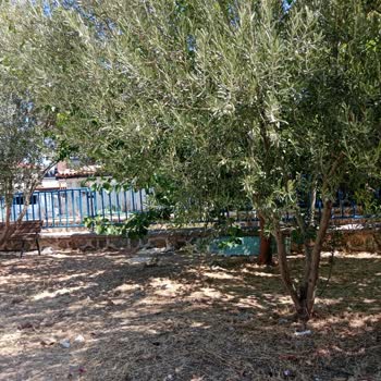 Çocuk Parkı Çöplerle Dolu Ve Bakımsız, Belediye Yanıt Vermiyor