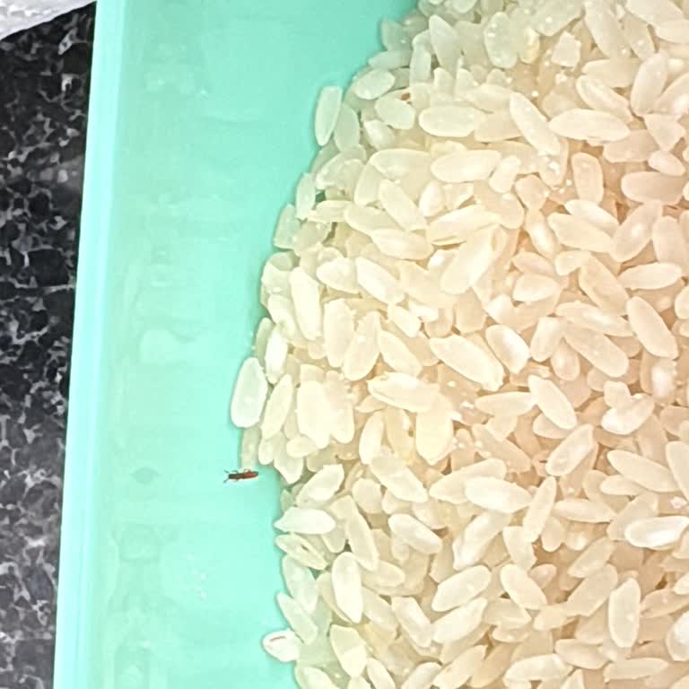 Böcekli Pirinç Ürününde Hijyen İhlali Ve İade Talebi