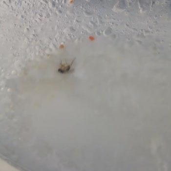 İndomie Noodle’da Böcek Bulunması: Sağlık Riski Ve Ücret İadesi Talebi