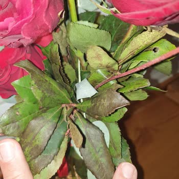 Çiçek Sepeti Sipariş Edilen Aranjman Görseldeki Güllerle Uyuşmuyor, Çiçekler Solmuş ve Eksik