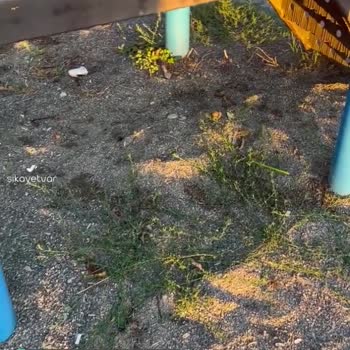 Bartın'da Parkların Kirliliği Hayvan Dışkısı