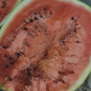 A101 Datça Şubesinde Bozulmuş Gıda Satışı Ve İade Talebi
