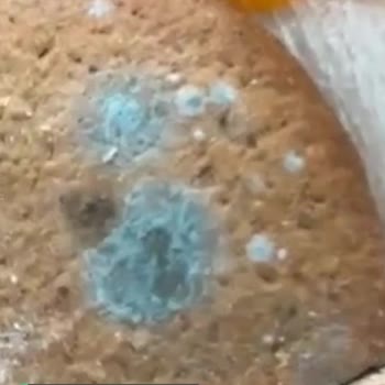 Kaytur Kayseri Gacer Ekmeği Bayat Ve Küflü