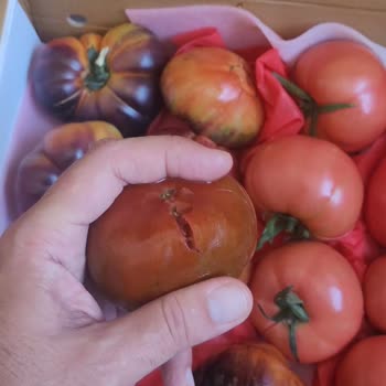 30 Gün Sonra Gelen Çürük Domates Ve Salatalık İçin Tam İade Talebi