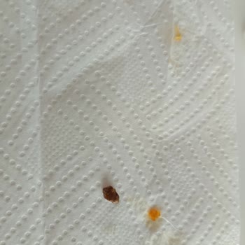 Kapalı Poşet Cezerye İçinde Taş Parçası Bulunması