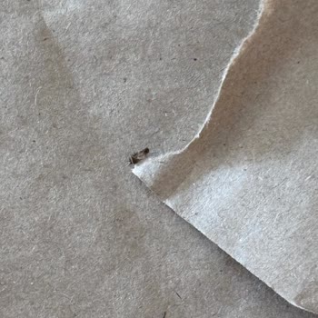 Yemeksepeti Ve Tavuk Dünyası’nda Böcekli Sipariş: İade Talebi Ve Hijyen Denetimi