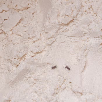 Son Kullanma Tarihi Geçmemiş Un İçinde Böcekler Güvenim Sarsıldı