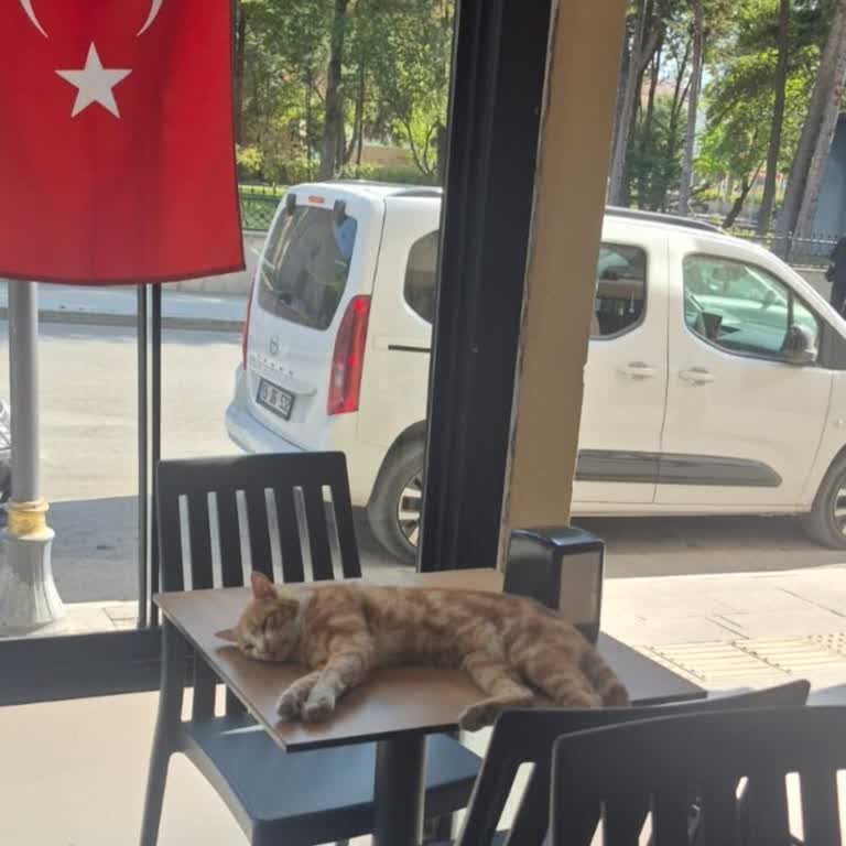 Masadaki Kedi Hijyen İhlali Ve Domino's'un İlgisiz Cevabı