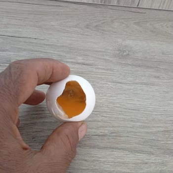 Yumurtadan Yarım Civciv Çıktı: Kalite Kontrolü Şaibeli