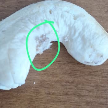 Kuruyemişte Canlı Böcek Ve Bozulmuş Parçalar, Fiş Olmadan İade Reddi