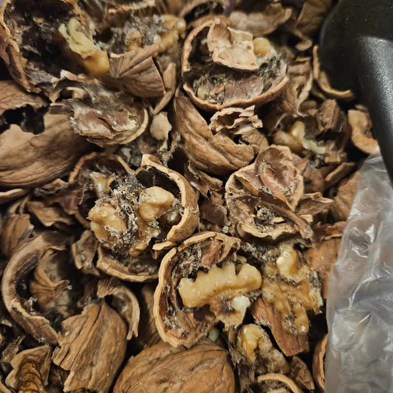Migros'tan Satın Alınan Cevizde Küflülük Ve Sağlık Endişesi